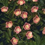 Fio de Luzes LED de Flor de Cerejeira a Energia Solar